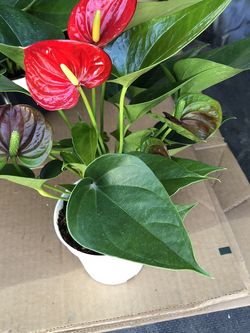 $6 Red Anthurium Plants “price Is Firm”