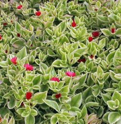 Variegated ice plants