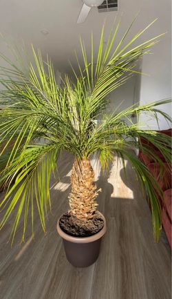 Healthy Potted Dwarf Date Palm Tree