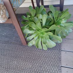 Succulants