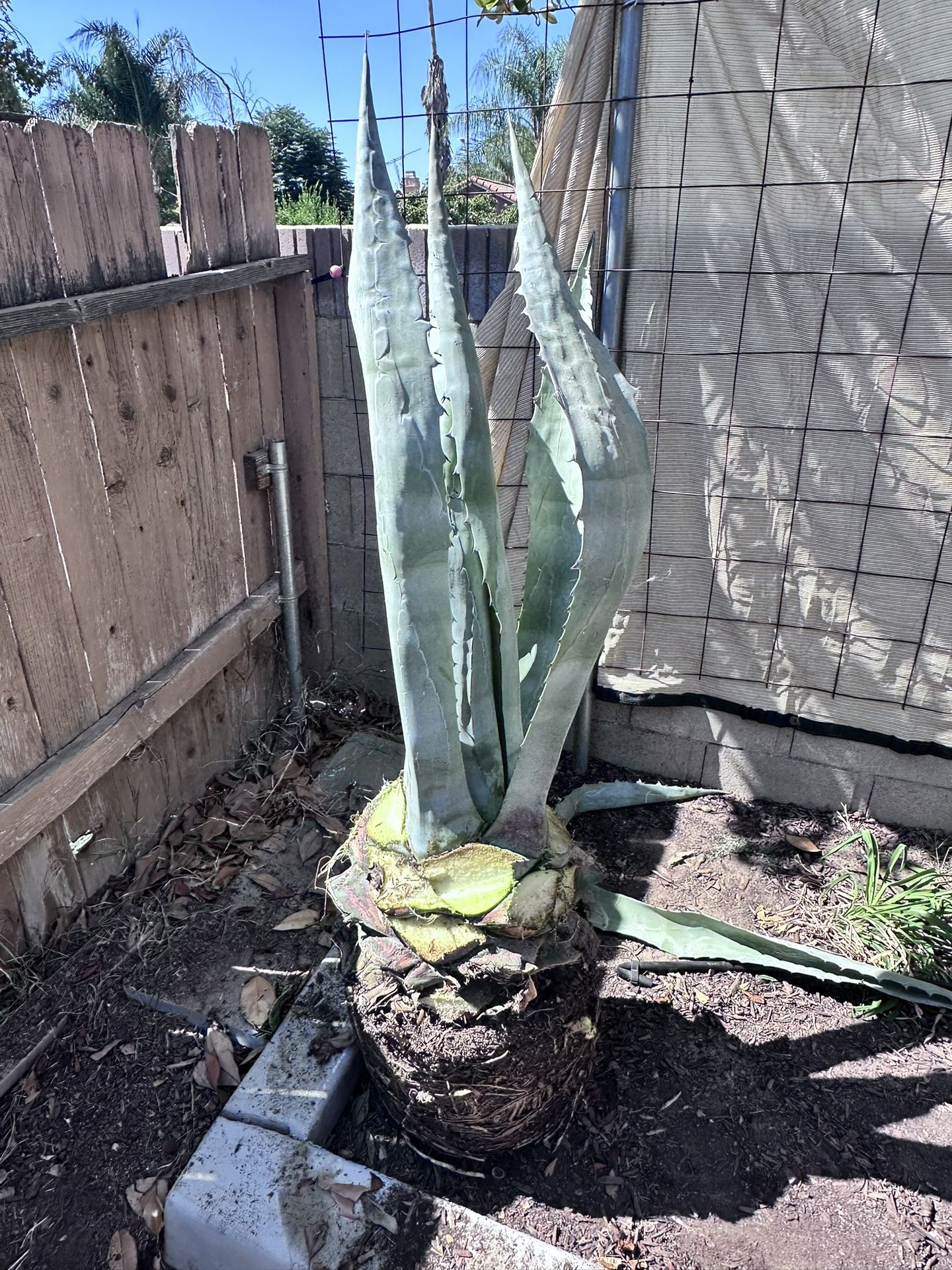 Agave Plant