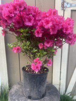 Azalea