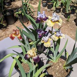 Blooming Irises