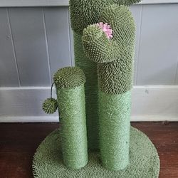 Cat Scratcher Catcus