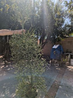 Large Euphorbia Tirucalli Pencil Cactus Plant