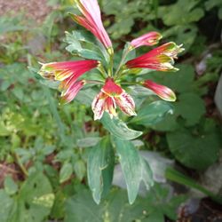 Peruvian Lily Perennial Plants  (pls Read Description Below)