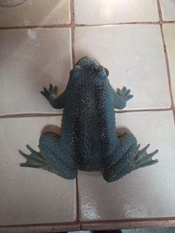 Talking frog