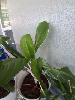 Indoor house plant