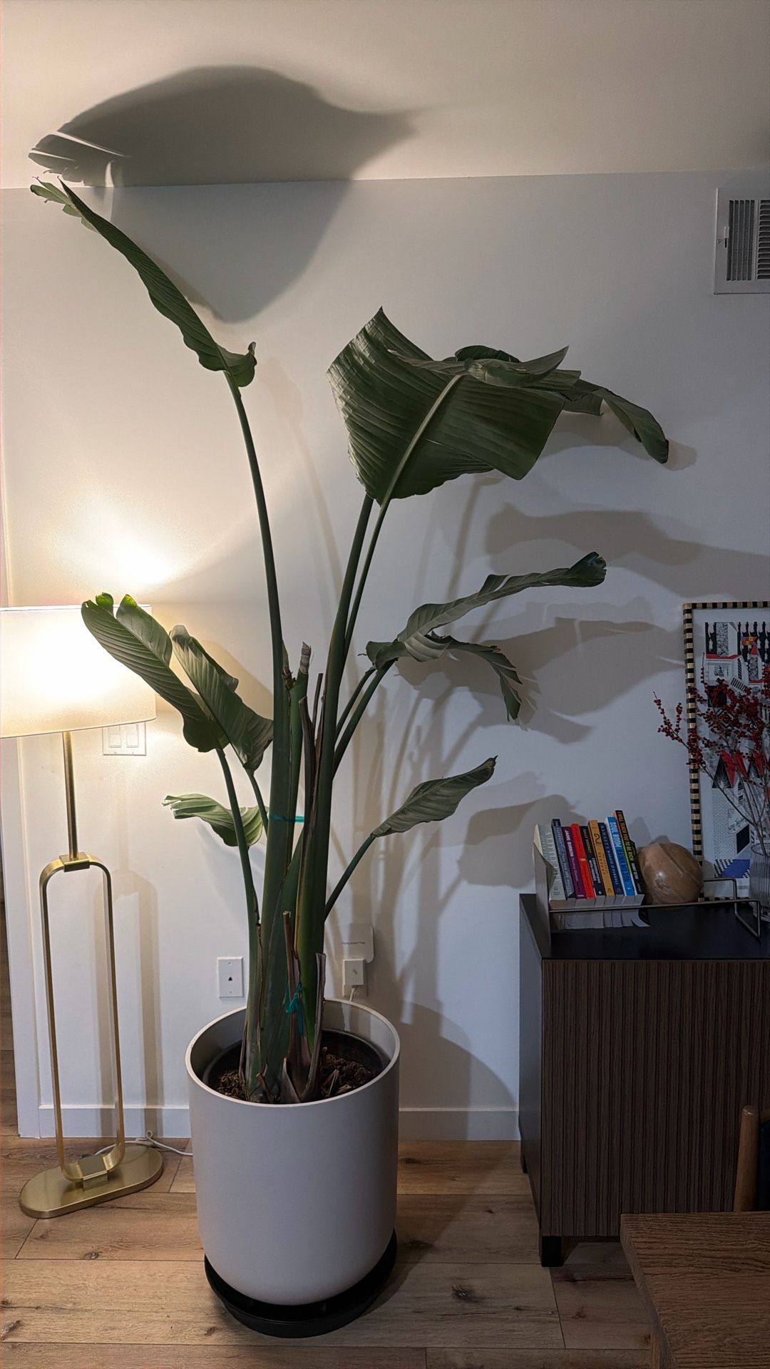 Large Bird of Paradise Plant + Modern Pot