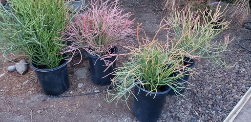 Pencil Cactus Plants/Fire Stick Plants