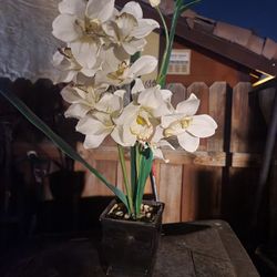 Glass Table Top Artificial Plant 