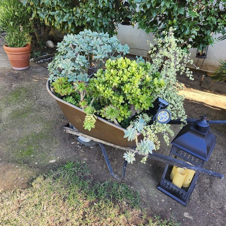 Big Plant Sale Everything Must Go 🌵☘️ 🌹 🌹🌺 🌴🌴