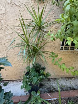 dracaena 
