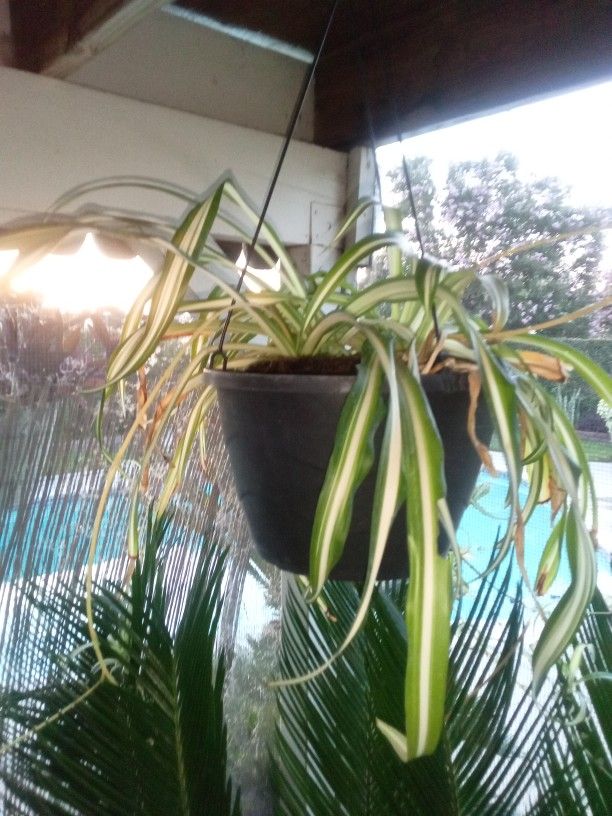 Hanging Spider Plant In A Pot $16