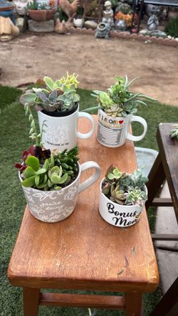 SMALL SUCCULENT CUTTING ARRANGEMENTS