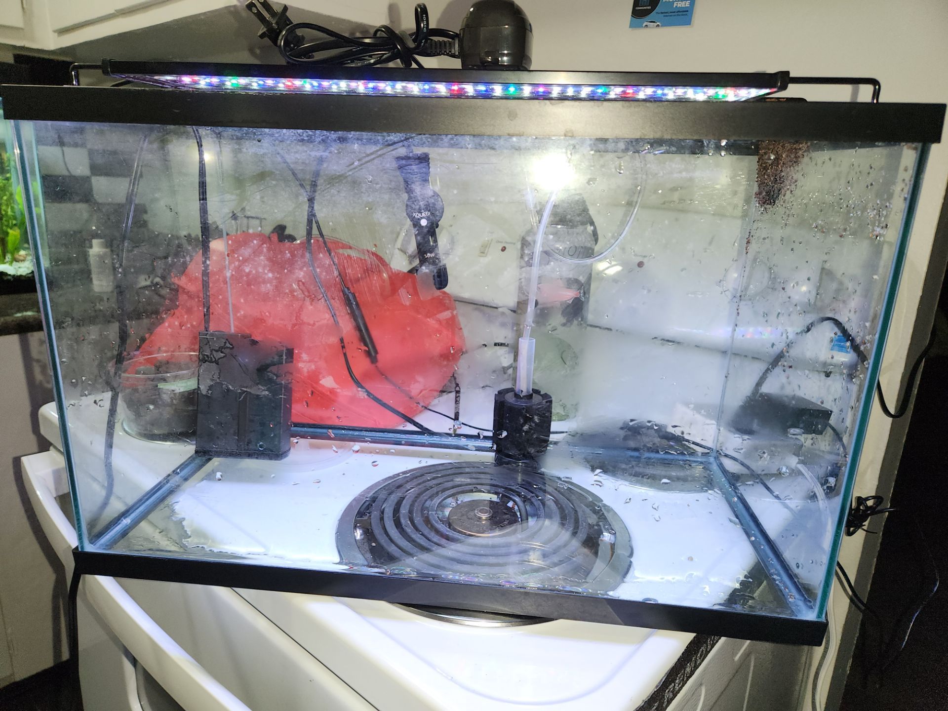 10 gallon set up