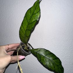Hoya Sp Kalimantan