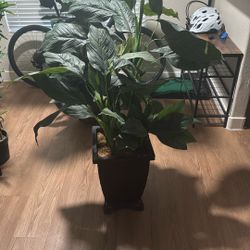 Fake Plants 