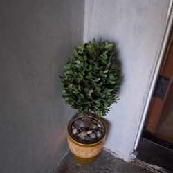 Fake Potted Plant (2 Of Them)