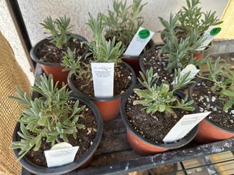 🌿 Grosso Lavender Seedlings — Ready to Plant!