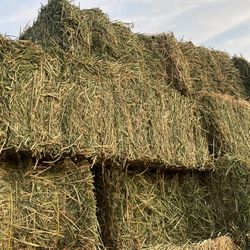 Alfalfa Hay 