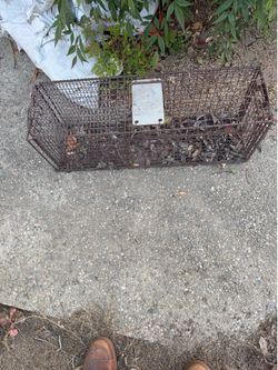 Varmint Trap