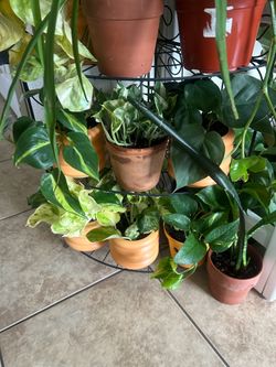 Plants for sale 10 each