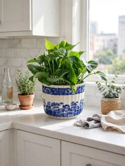 beautiful plant in ribbed porcelain planter.