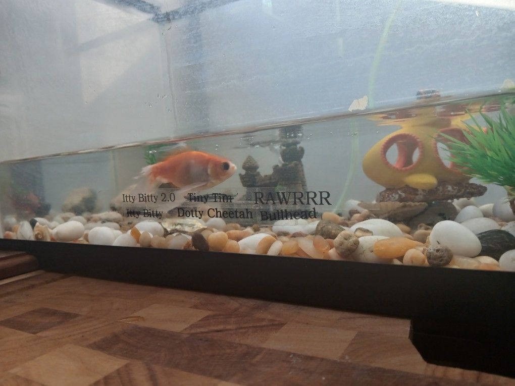 Fish Aquarium