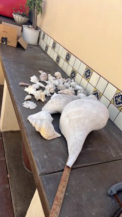 Very old seashell collection. 46 total shells.