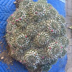 Mammillaria Compressa