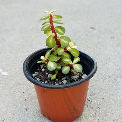 Succulents plants 🪴