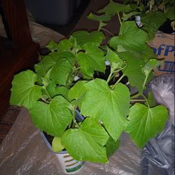 Organic cucumbers  Ready To  Plant In Garden 3 Plants$6