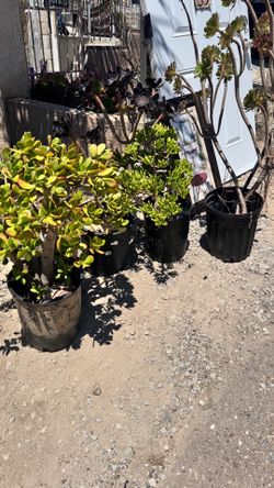 Plants