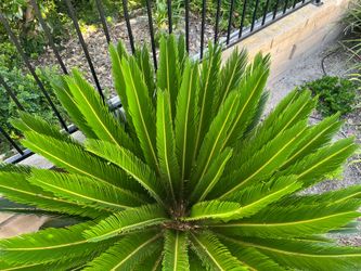 Sago Palm
