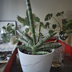 RARE starfish snake plant