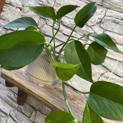 Well Established Philodendron House Plant In Ceramic Pot 4"H .