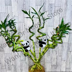 (2 feet+ Tall Total) Bundle Of Ten spiral curly lucky bamboo Plant W/ 1 Clip-on Plush Panda