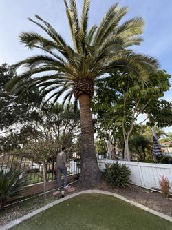 Canary palm