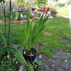 2 Gallon Crocosmia Plant