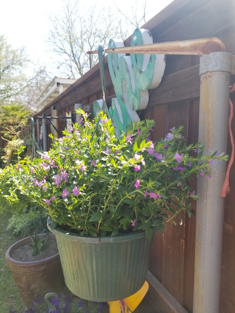 MEXICAN HEATHER HEALTHY AND BEAUTIFUL HANGING BASKETS PLANTS ARRIVED!