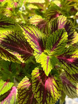 Plant