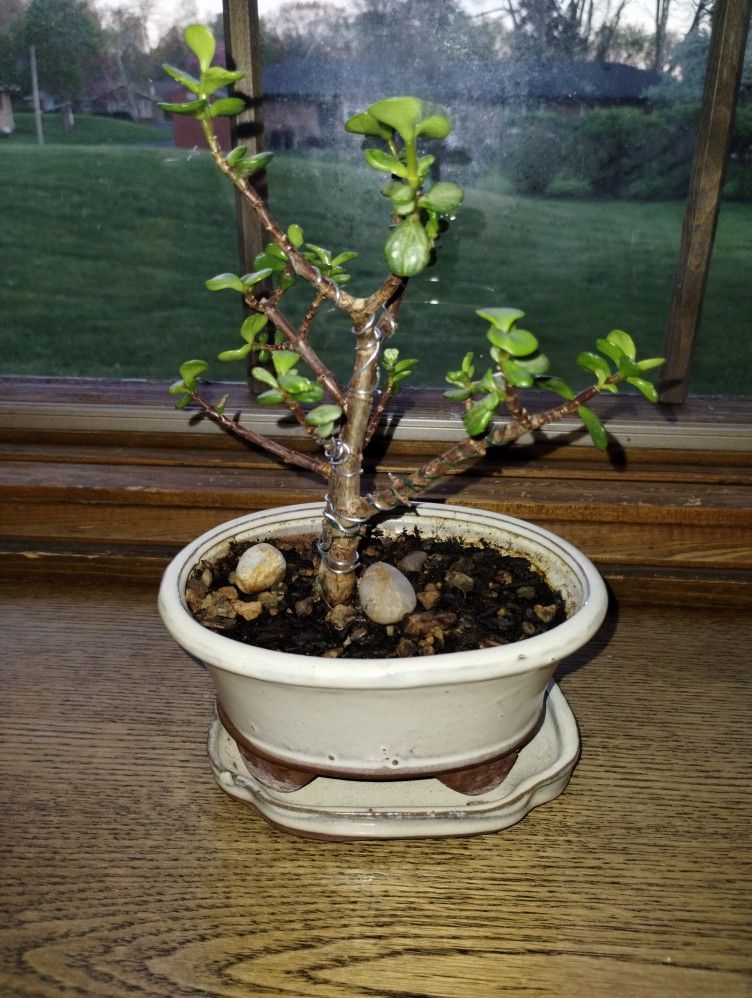 Miniature Jade/Elephant Bush Bonsai Tree 