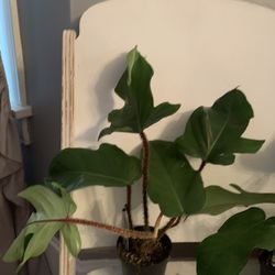 Philondendron Squamiferum Plant!! $30!!