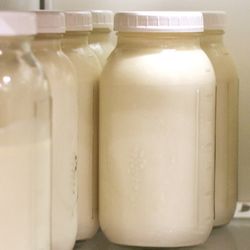 Farm Fresh Raw Jersey Cow Milk 