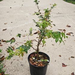 Health Jaboticaba 3 Feet Tree 