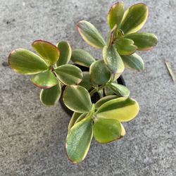 Variegated Jade