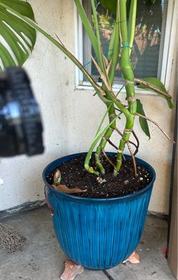 Healthy monstera In a new fiber glass pot … 5 ft tall ..$65.00  firm