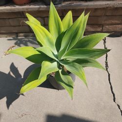 Agave Plant 