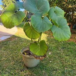 Yerva Santa Plant Medesinal